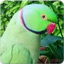 Indian Ringneck Parrot : Indian Ringneck Talking-APK