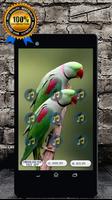 Indian Ringneck Parrot : Indian Ringneck Talking-poster