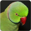Indian Ringneck Parakeet Sound : Ringneck Parrot APK