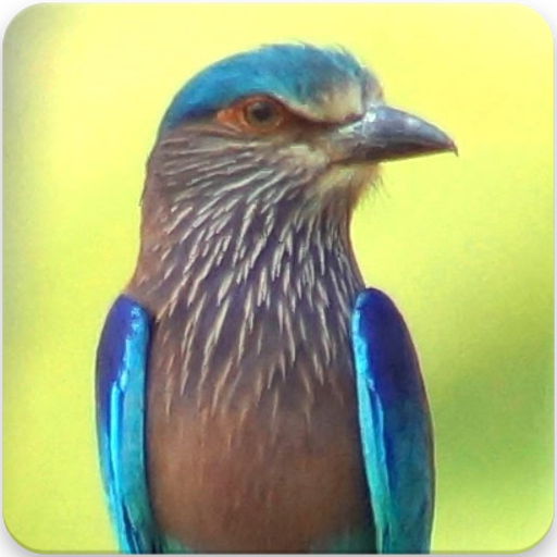 Indian Roller Sound : Indian Roller Call