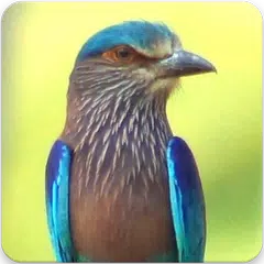 Indian Roller Sound : Indian Roller Call アプリダウンロード