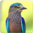 Indian Roller Sound : Indian Roller Call APK
