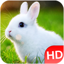 Animal Sounds & Pictures 2020 APK