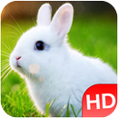 Animal Sounds 2017 APK