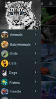 Animals HD Wallpapers 2018 скриншот 1