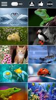 Animals HD Wallpapers 2018 ภาพหน้าจอ 2