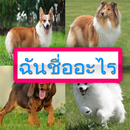 ทายสุนัข : ปริศนาทดสอบความรู้พันธุ์สุนัข แสนสนุก APK