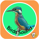 Birds Sound APK