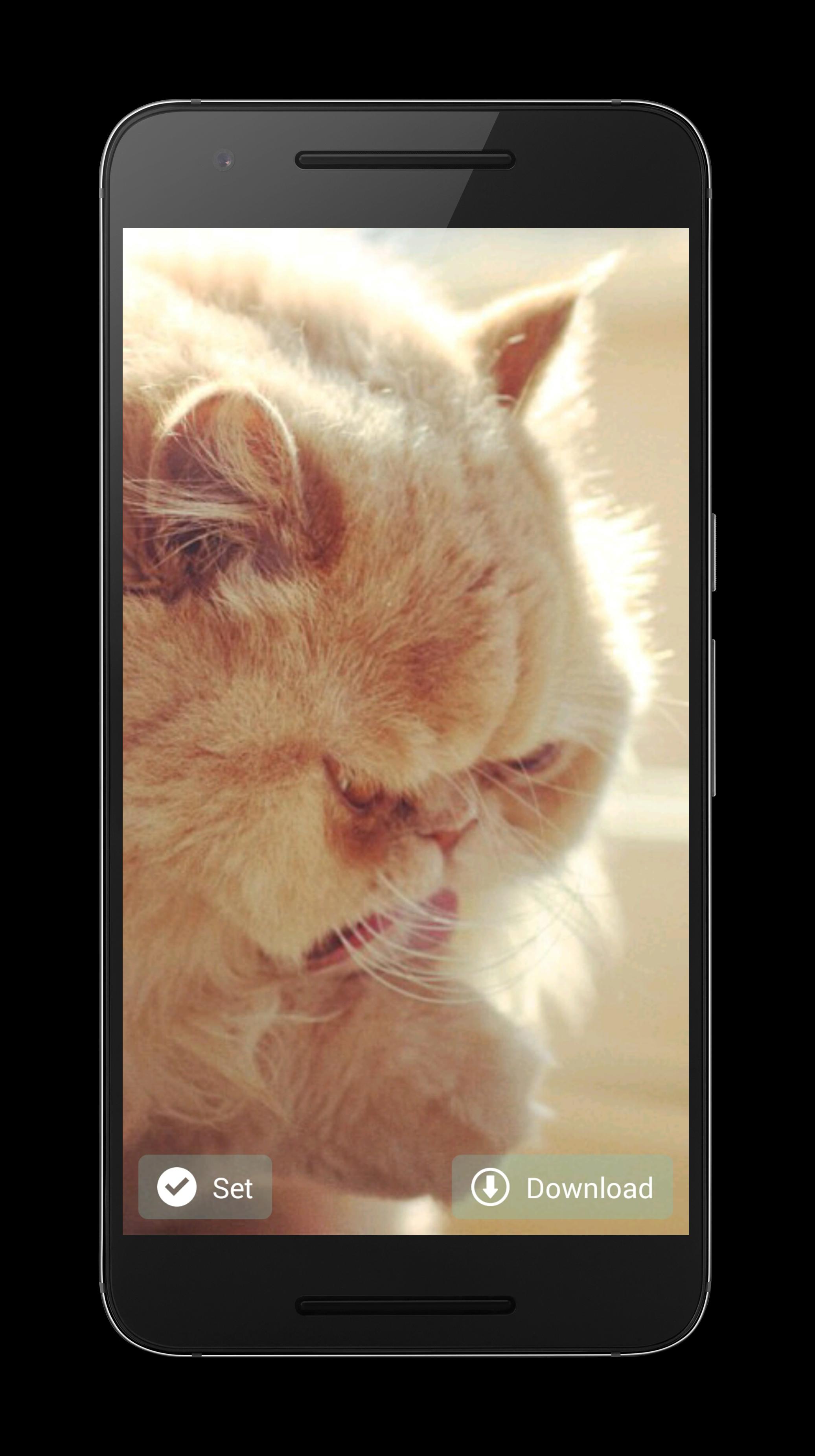 Wallpaper Dp Kucing Lucu For Android Apk Download