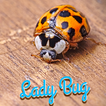 Lady Bug Wallpaper