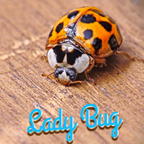 Lady Bug Wallpaper icône