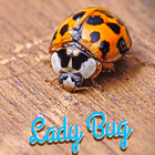 Lady Bug Wallpaper आइकन