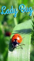 Lady Bug Wallpaper Plakat