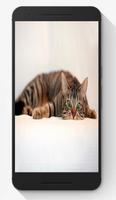 Cat Puzzle Jigsaw Game Affiche