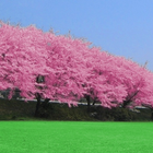 Cherry blossoms ikona