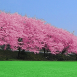 Cherry blossoms icône