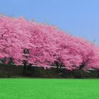 Cherry blossoms Zeichen