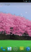 Cherry blossoms plakat