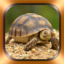 Schildkröten Fotos und Videos APK