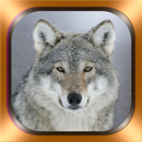 APK Wolf Foto e video