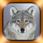 Wolf Photos et vidéos icône