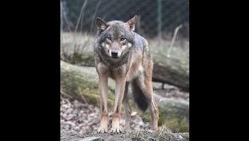 Wolf Photos et vidéos capture d'écran 3