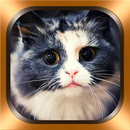 Katzenfotos und Videos APK