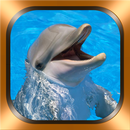 Dolphin Photos et Vidéos APK