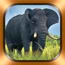 Photos et vidéos d'éléphants APK
