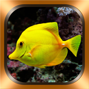 Fisch Fotos und Videos APK