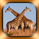 Girafes Photos et Vidéos APK