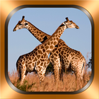 Giraffes Photos and Videos আইকন