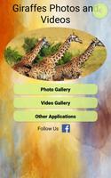 Giraffes Photos and Videos পোস্টার