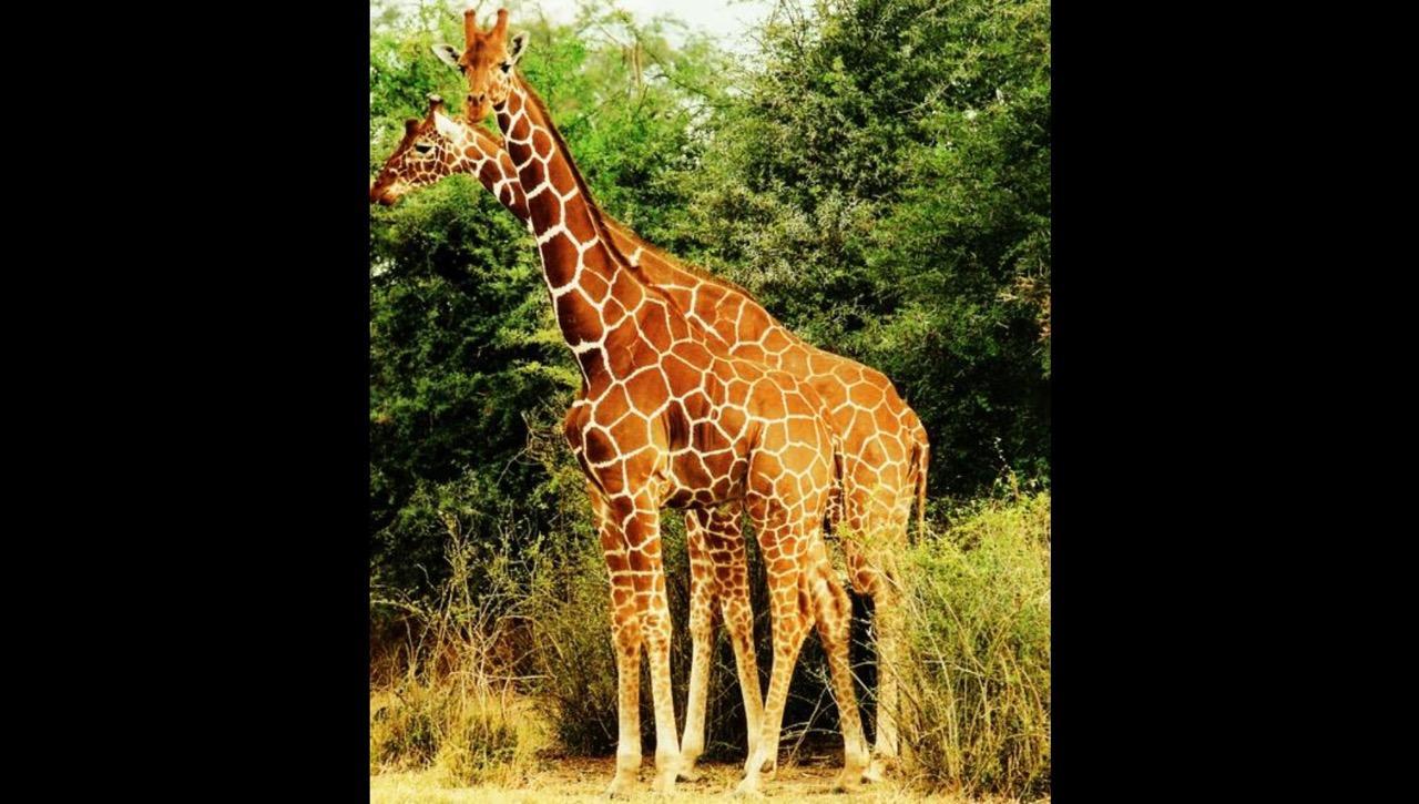 Где живет жираф на каком материке. Нубийский Жираф. Среда обитания жирафа. Жираф внешний вид. Жираф самое высокое животное.