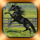 Fotos y videos de caballos APK