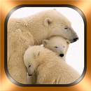 Polar Bear Photos et Vidéos APK