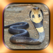 Serpent Photos et vidéos