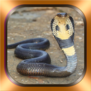 Serpent Photos et vidéos APK