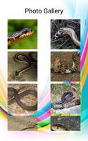 Serpent Photos et vidéos capture d'écran 2
