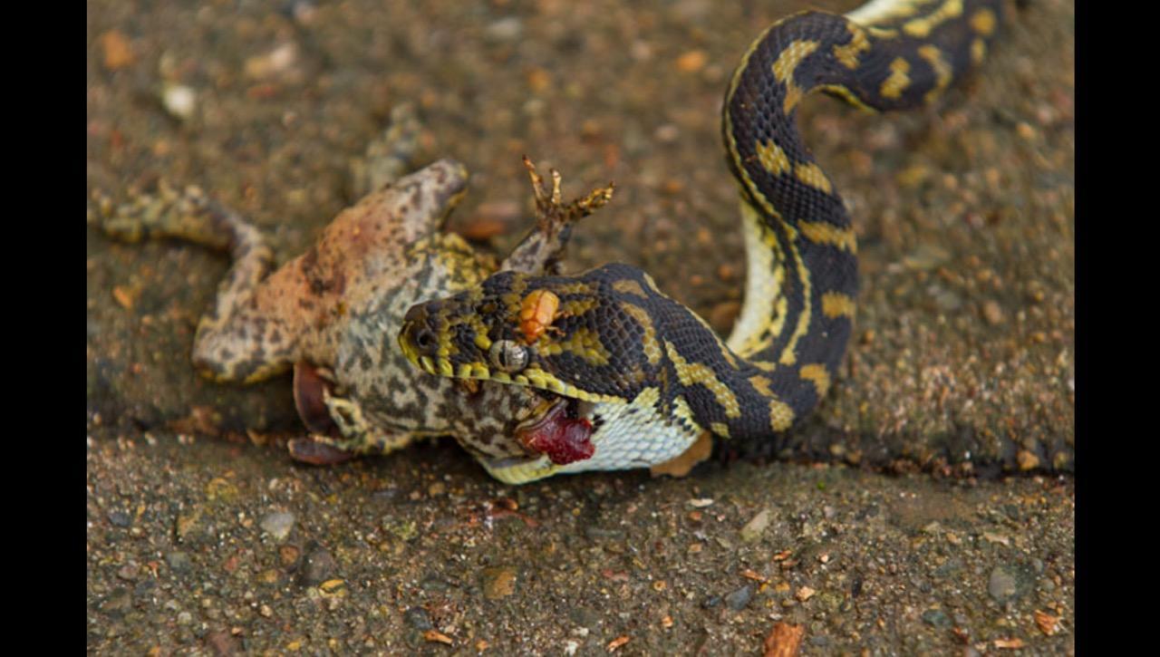 Включи видео про змеей. Morelia spilota змея. Poisonous toad. Какого цвета кровь у змеи. Ковровый питон Харрисона фото.