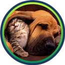 841 Fun Pet Vidéos et Photos APK