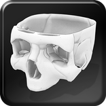 Skull 3D Anatomy AR