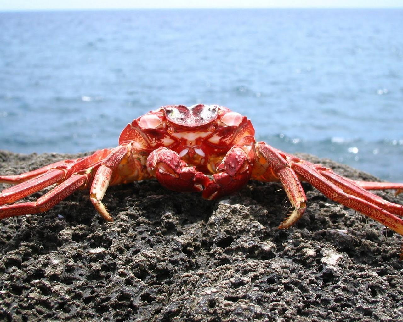 Крабы в красном море