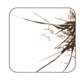 inkwash orchid white wallpaper