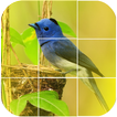 bird games puzzle