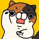 Surprised cat
