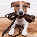 Curso de Adiestramiento Canino APK