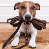 Canine Training Course icon