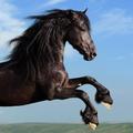 Horses Lock Screen HD Wallpaper