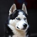 Siberian Husky Dog Wallpapers-APK